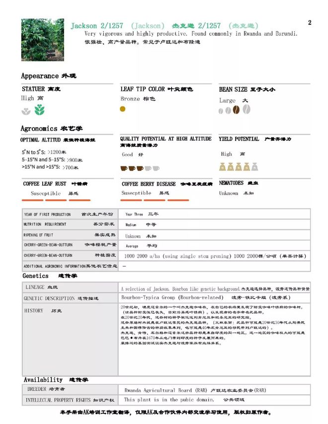 完美体育【咖啡品种】KP423和帕卡斯（PACAS)品种介绍(图2)