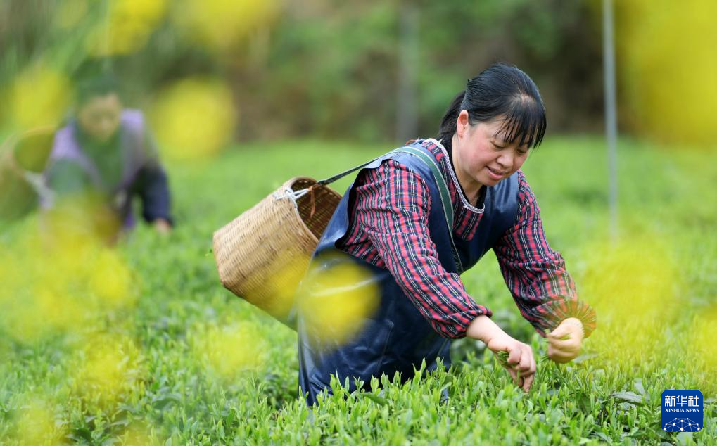 365wm完美体育让“春日经济”鲜起来 看春茶持续带动消费新亮点(图5)