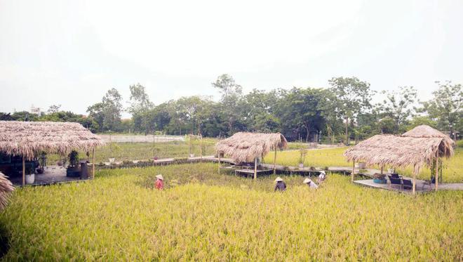 非常治愈！稻田咖啡馆：越南乡村的隐藏版网红打卡点(图10)