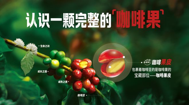 咖啡果茶究竟算咖啡还是茶？(图1)