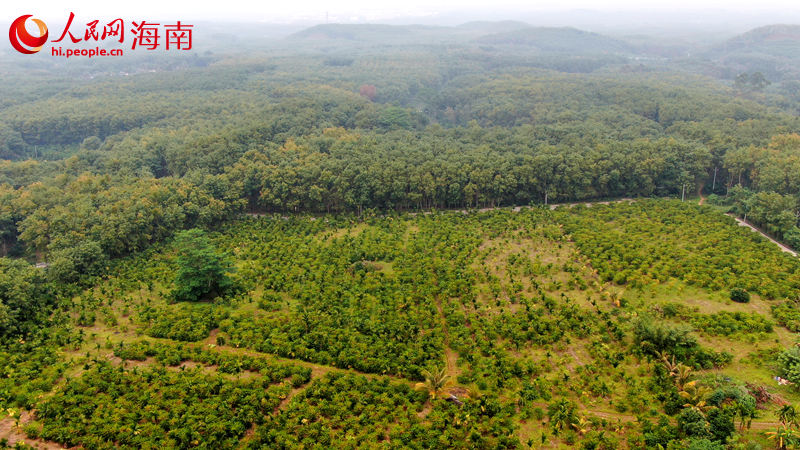 黎母山下咖啡香 零碳咖啡是如何炼成的(图1)